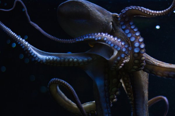 Кракен даркнет kraken link24 info